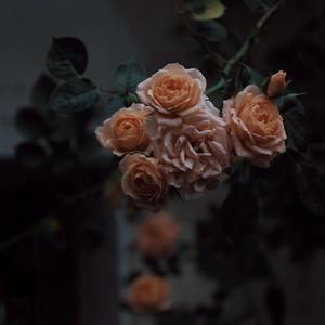 午夜激情在线观看
